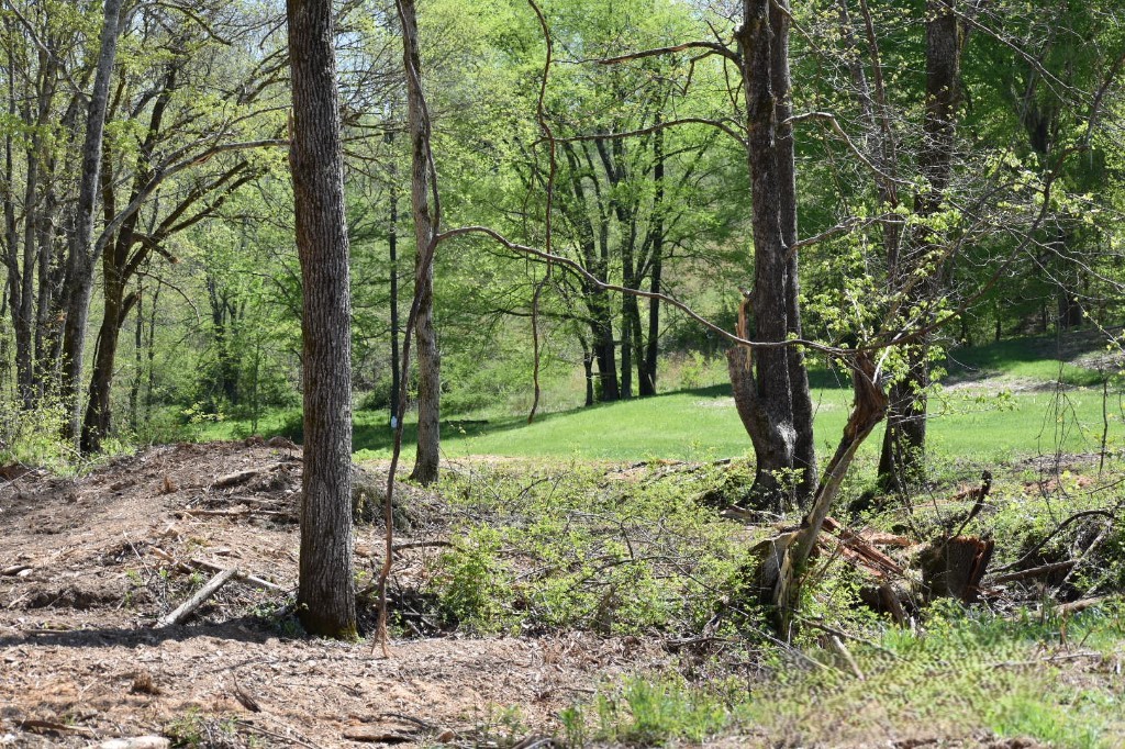 0 Buckner Ridge Road Bon Aqua, TN 37025 - Photo 8 of 18 a view of a garden with a tree