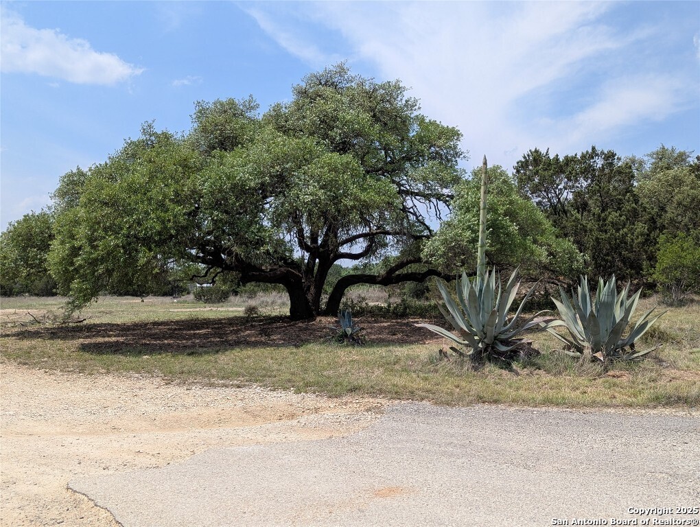 a view of a yard with a tree