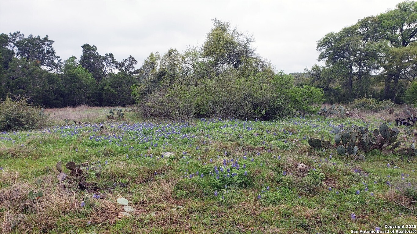 301 Rim Rock Ranch Road San Marcos, TX 78666 - Photo 2 of 4 a big yard with lots of green space and deers