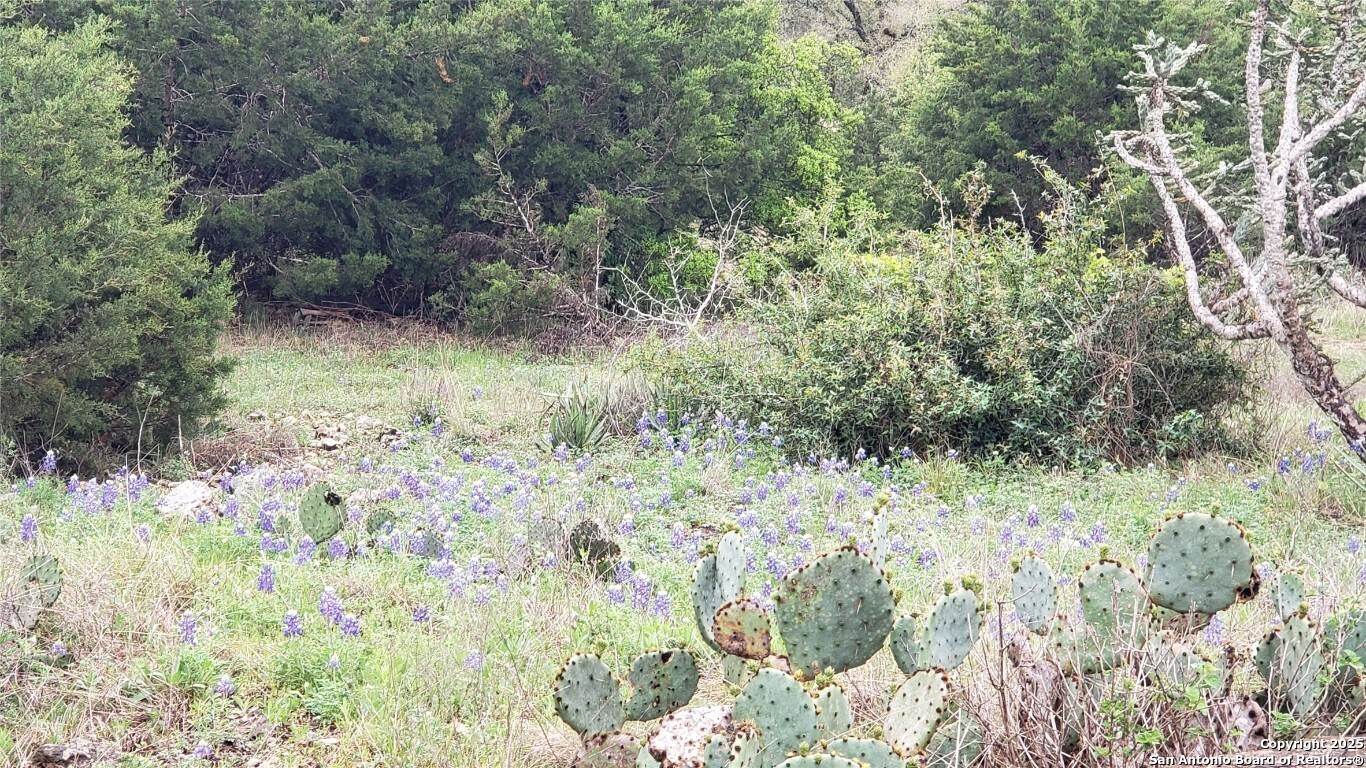 301 Rim Rock Ranch Road San Marcos, TX 78666 - Photo 4 of 4 a view of a yard with a tree
