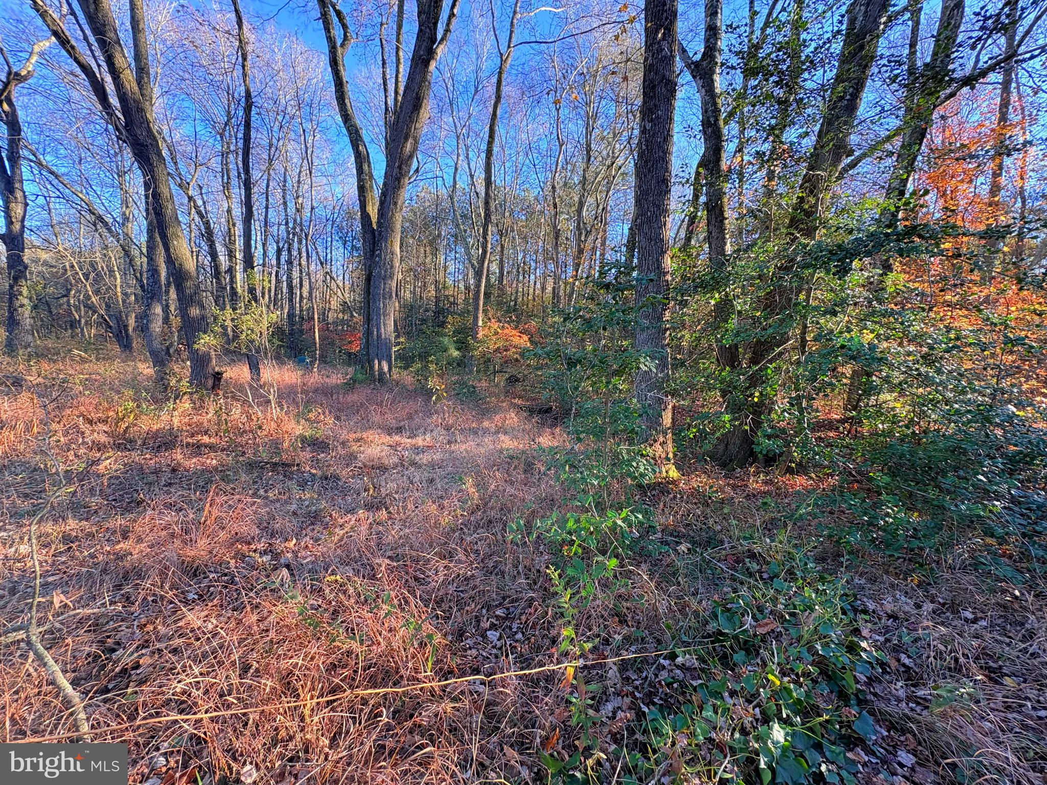8385 Hurleys Neck Road Mardela Springs, MD 21837 - Photo 24 of 25 a view of backyard with green space