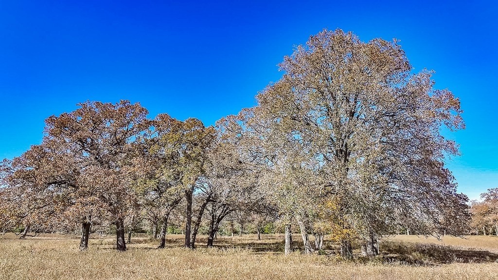 71 By- Feeder Road La Grange, TX 78945 - Photo 13 of 19