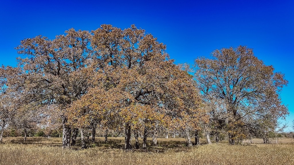 71 By- Feeder Road La Grange, TX 78945 - Photo 9 of 19