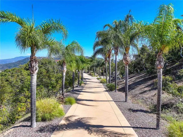 a view of a yard and a palm tree