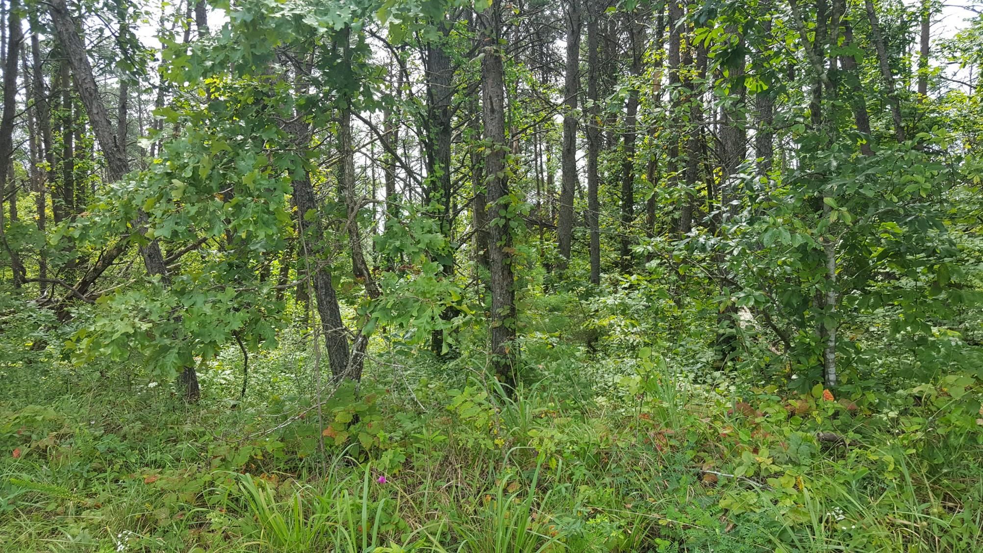 Deck Road Crossville, TN 38572 - Photo 3 of 4 1