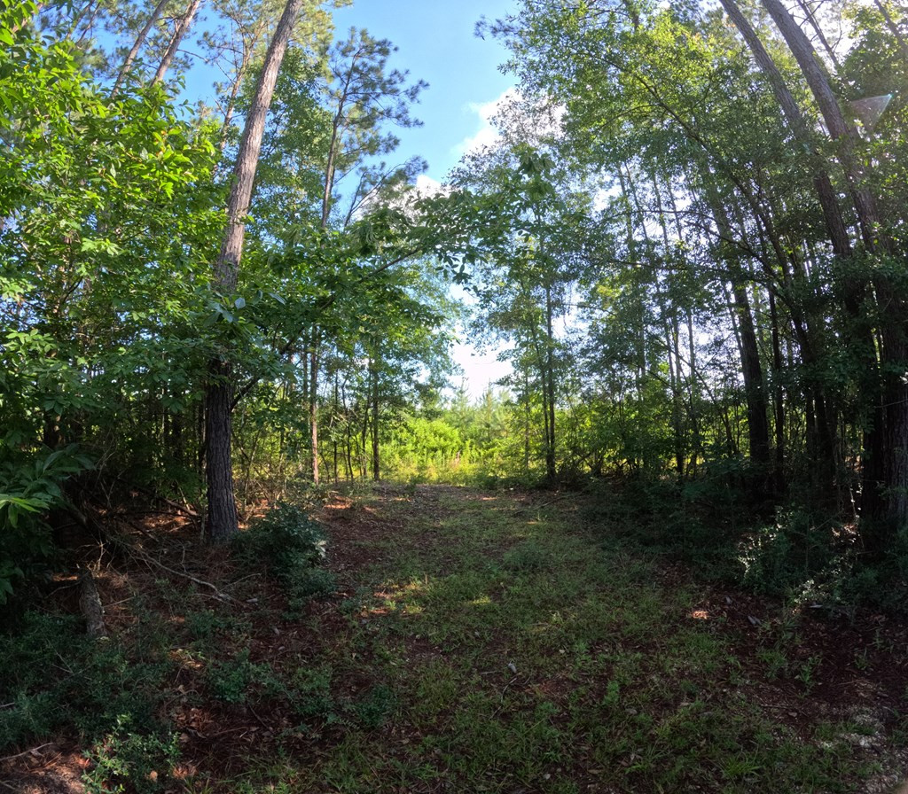 1013 Clear Creek Church Road Columbia, MS 39429 - Photo 34 of 76 Photo 34