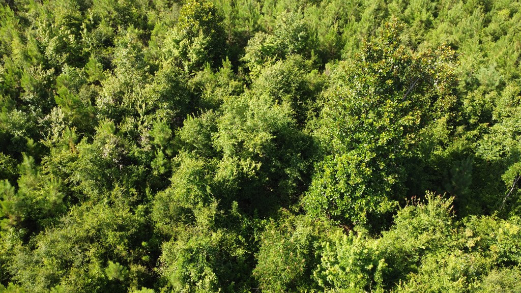 1013 Clear Creek Church Road Columbia, MS 39429 - Photo 67 of 76 Photo 67