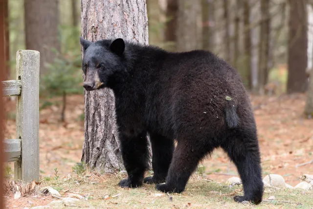 $550,000 | 2832 New Hampshire Rte 175, Thornton, NH 03285