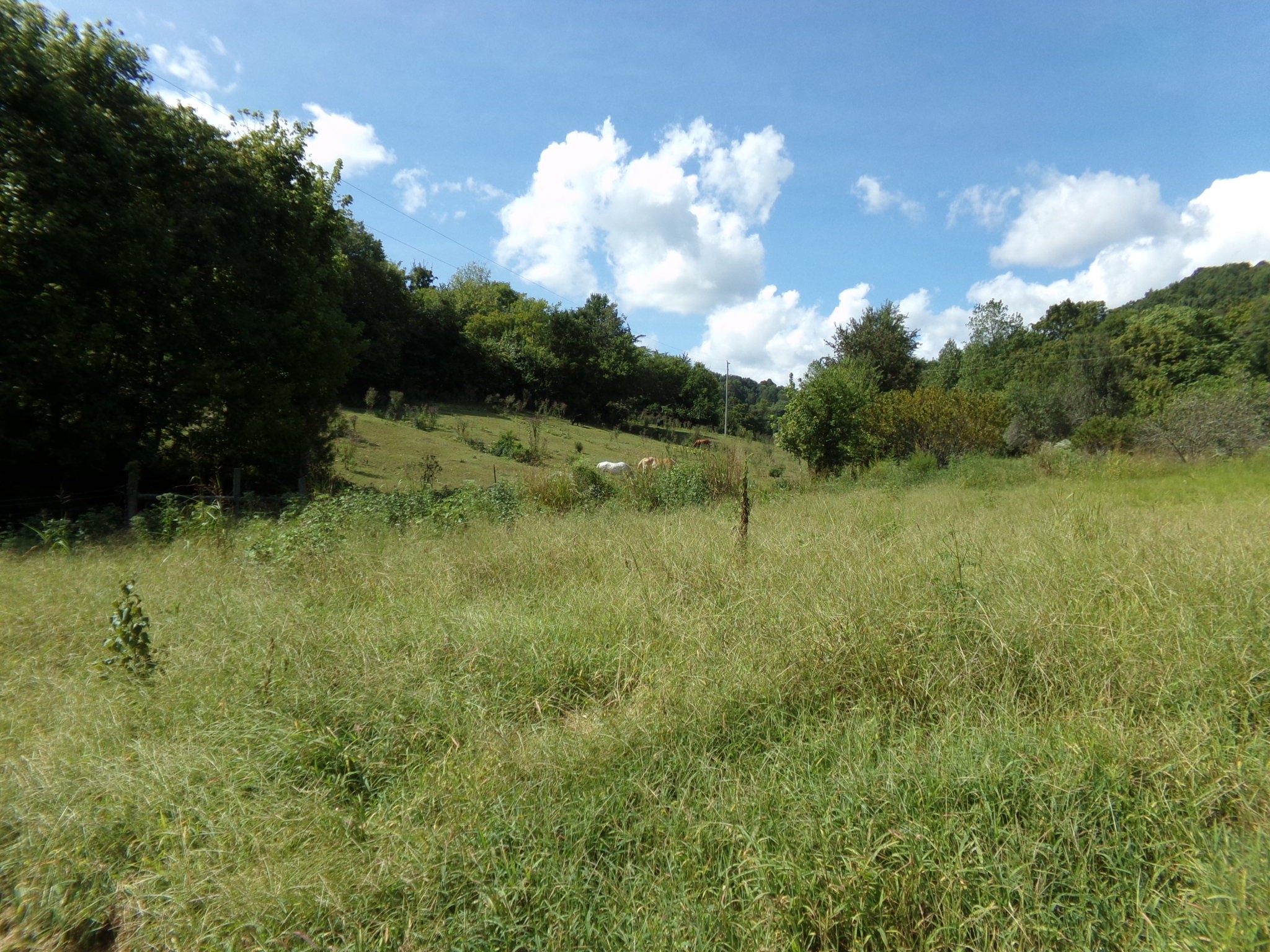 2966 Monte Murrey Road Lewisburg, TN 37091 - Photo 10 of 20 Gallery Image 10