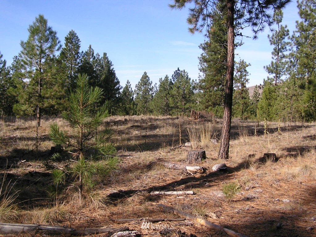 4-tbd Squirrel Road Tonasket, WA 98855 - Photo 15 of 18