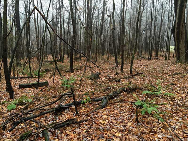 151 Beacon Light Road Latrobe, PA 15650 - Photo 10 of 25 Land/Lot.