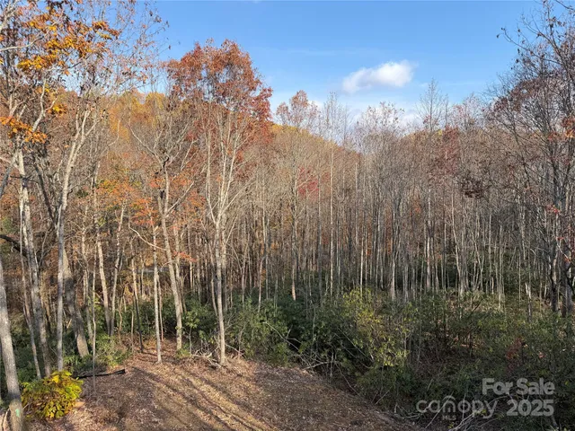 a view of a yard with plants and trees