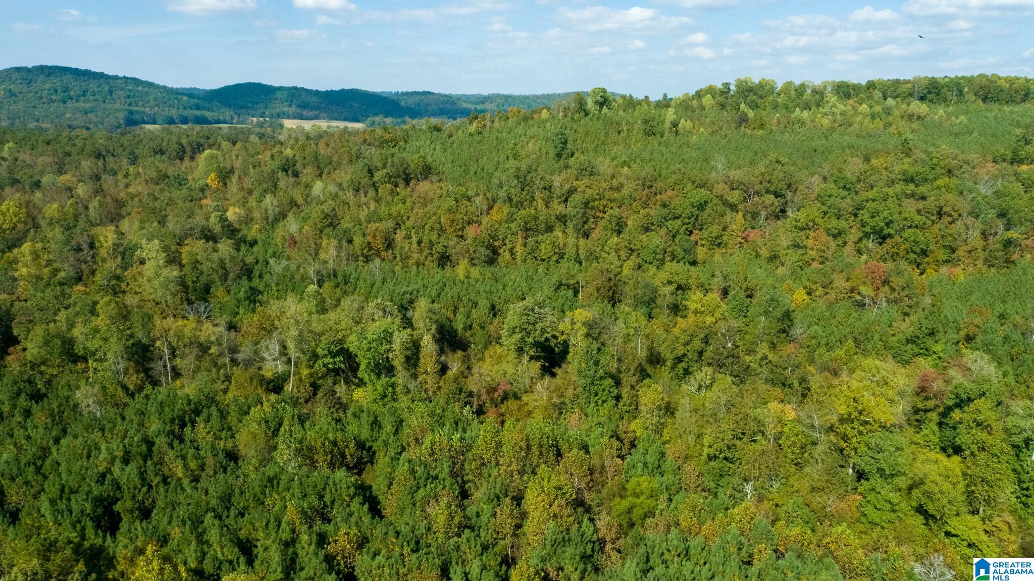 Hale Creek Road Oneonta, AL 35121 - Photo 5 of 17