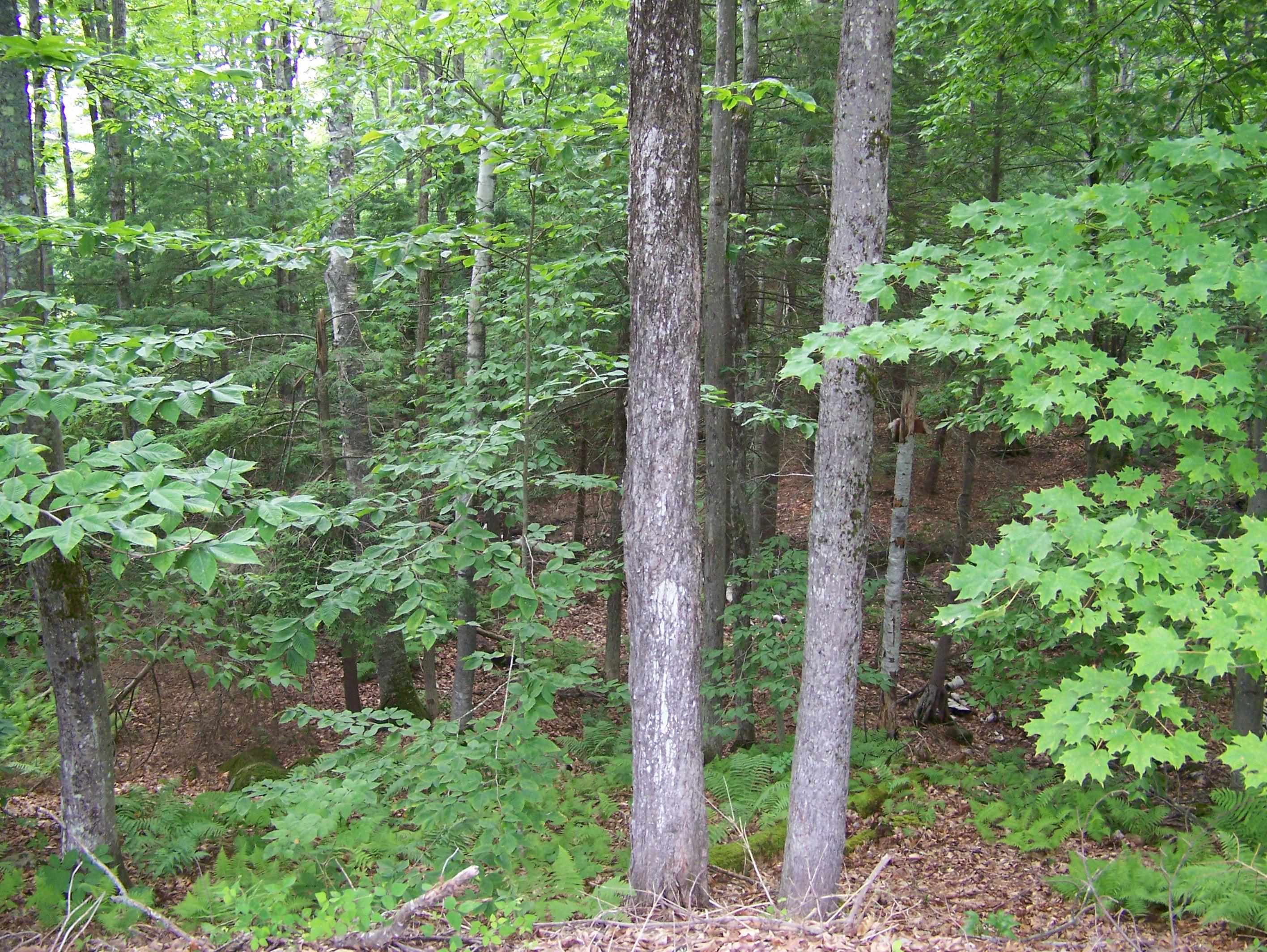 Ledge Hill Road Center Tuftonboro, NH 03816 - Photo 4 of 7 Gallery Image 4