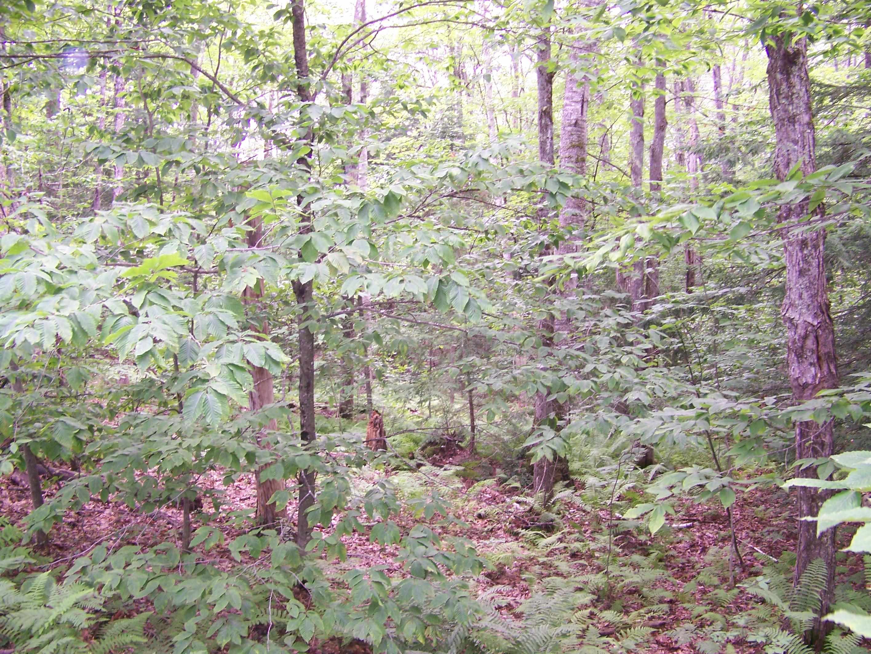 Ledge Hill Road Center Tuftonboro, NH 03816 - Photo 5 of 7 Gallery Image 5