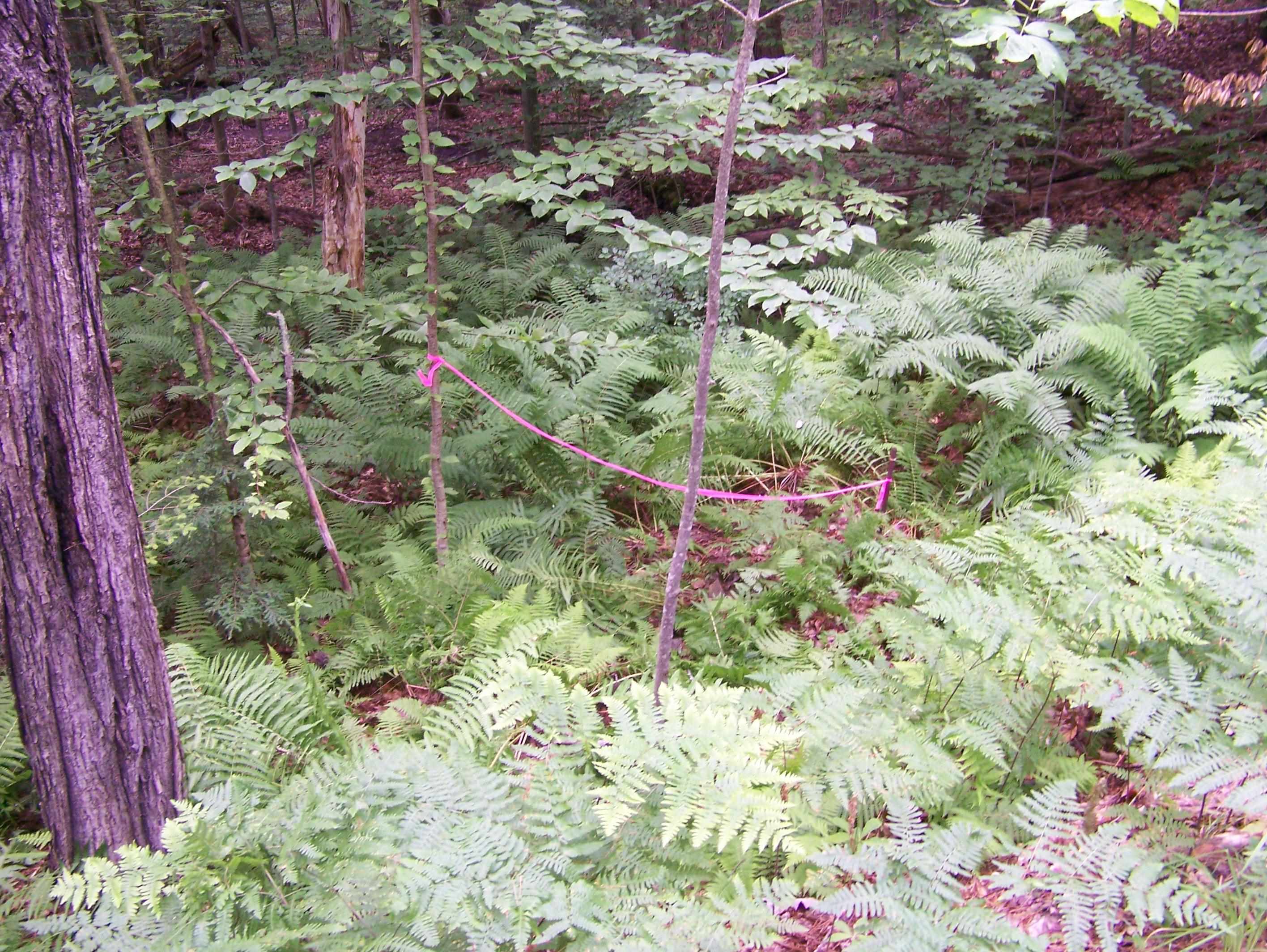 Ledge Hill Road Center Tuftonboro, NH 03816 - Photo 7 of 7 Gallery Image 7