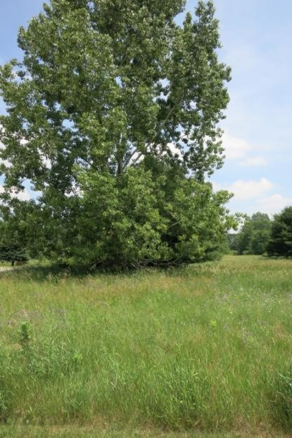 7466 Ryans Run Road Stanwood, MI 49346 - Photo 1 of 6 2 Lot 161