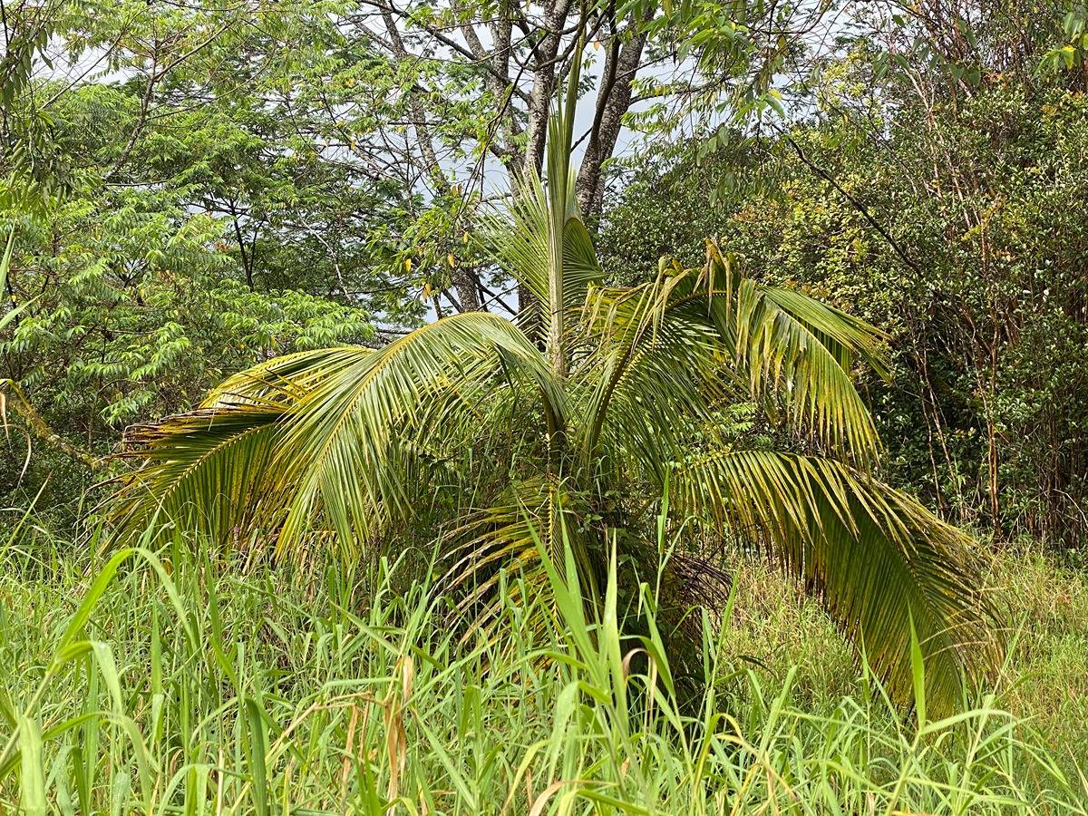 a view of banana tree