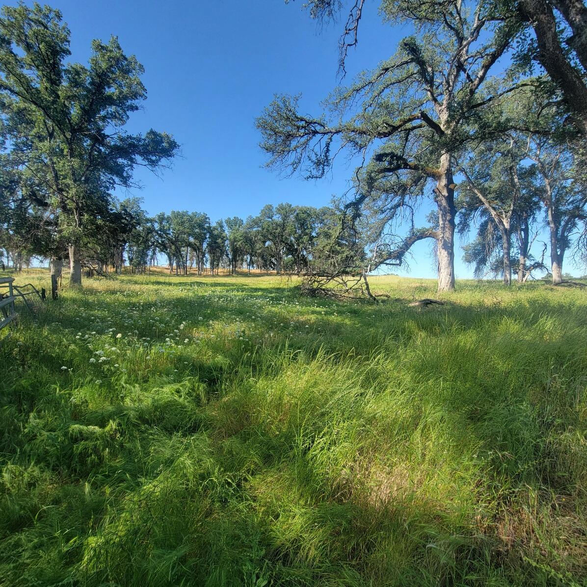 6252 Junkans Road Igo, CA 96047 - Photo 44 of 54 20240518_092302