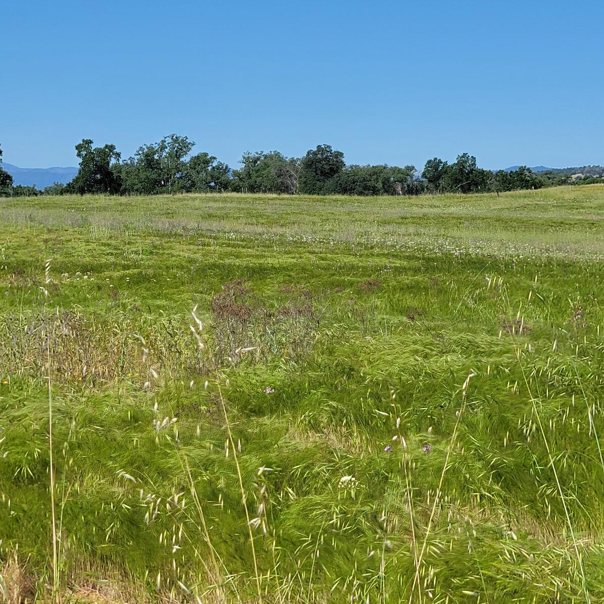 6252 Junkans Road Igo, CA 96047 - Photo 49 of 54 20240518_092754