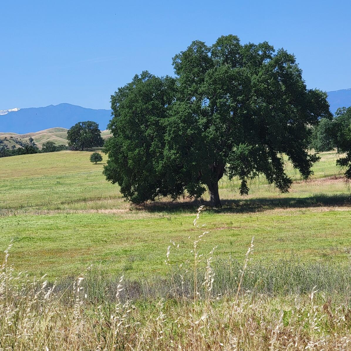 6252 Junkans Road Igo, CA 96047 - Photo 54 of 54 20240521_111327