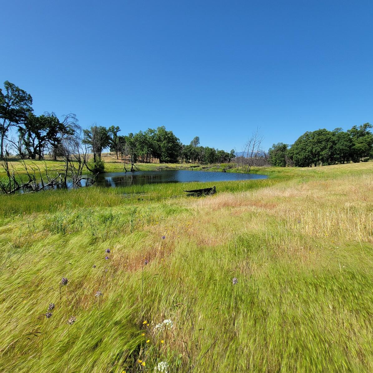6252 Junkans Road Igo, CA 96047 - Photo 10 of 54 20240521_101609