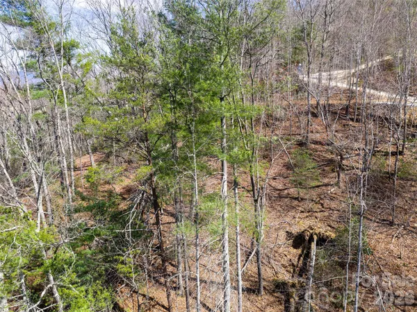 a view of a tall yard