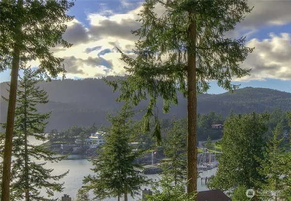 a view of a tree in a yard