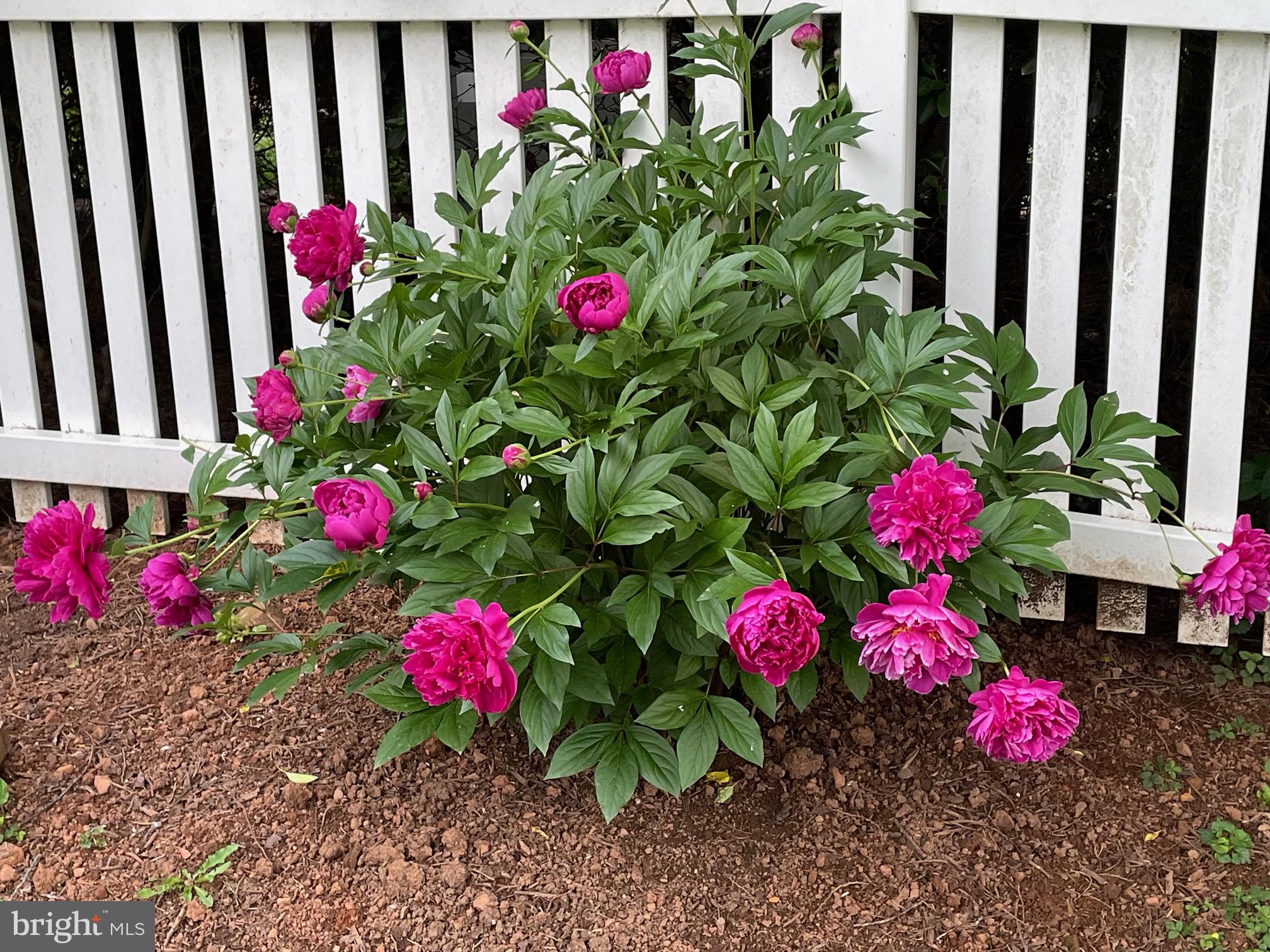 629 Country Club Road Culpeper, VA 22701 - Photo 21 of 23 Back yard peonies!