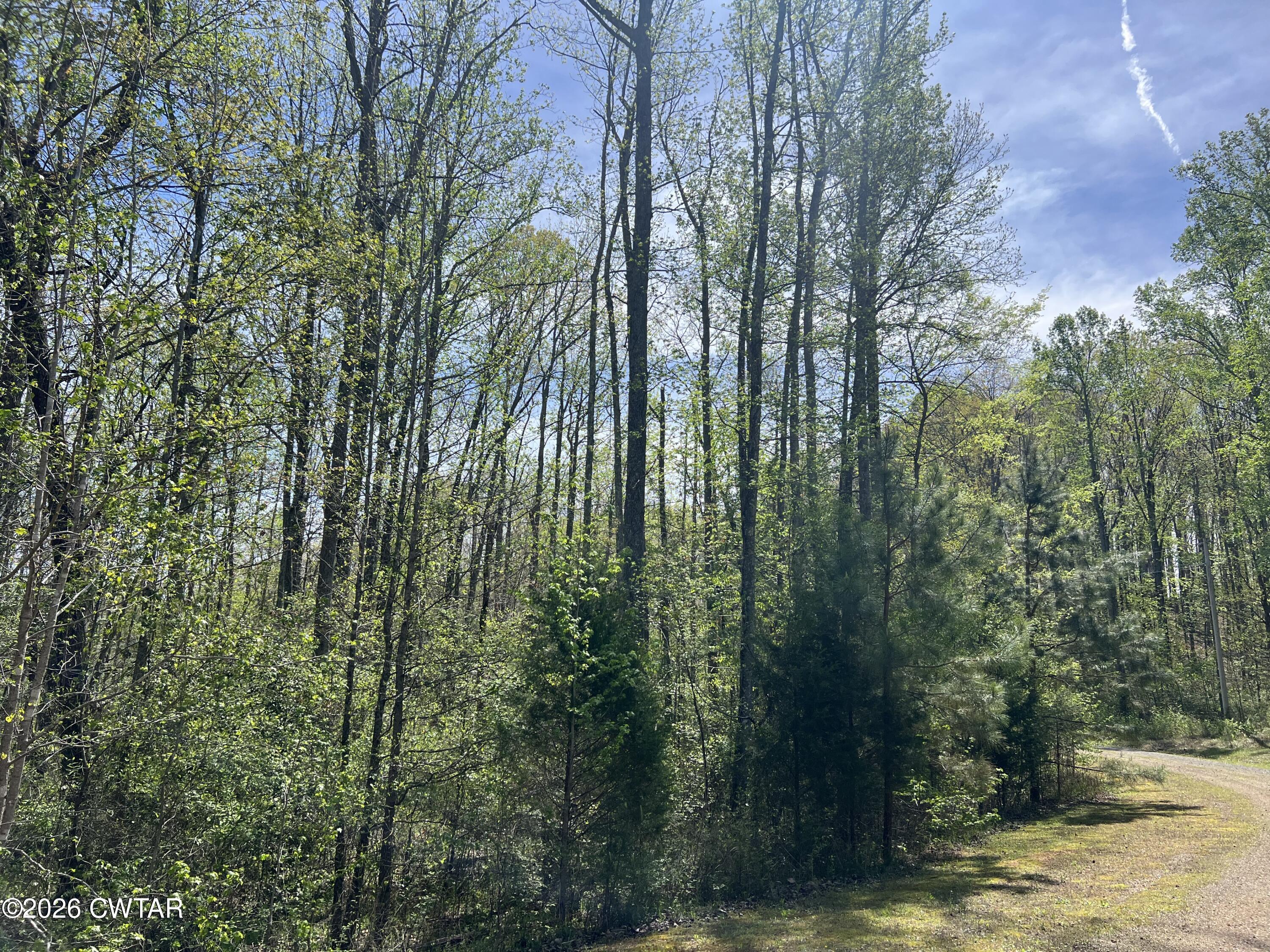 35 Torpedo Court Cedar Grove, TN 38321 - Photo 1 of 8 a view of a forest with trees