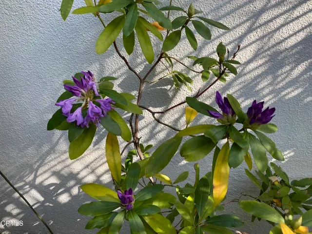 a view of a pathway both side of white house