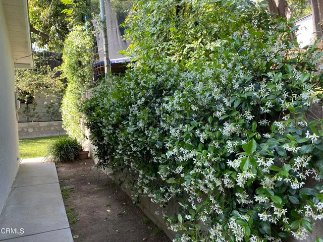 a view of a yard with a tree