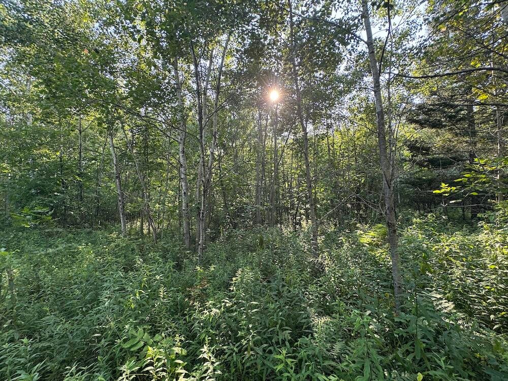East Procunier Road Harrisville, MI 48740 - Photo 52 of 78 Gallery Image 52