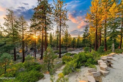 a view of a park with large trees