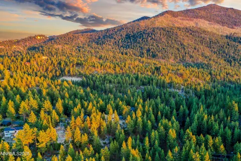 a view of a large tree