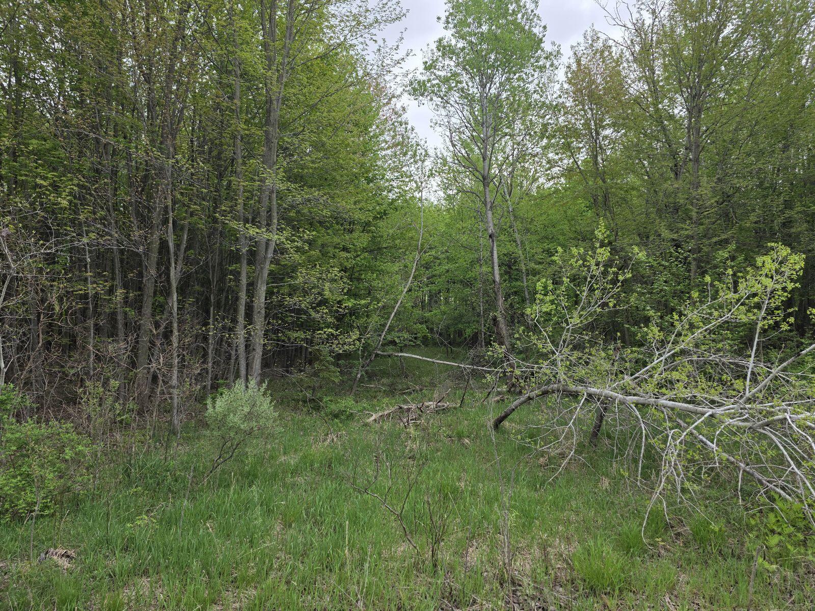Holton Road Holton, MI 49425 - Photo 3 of 8 1000039713