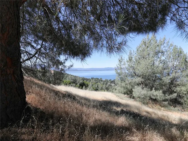 a view of a yard with plants and a large tree