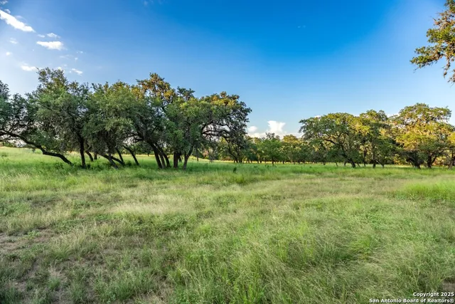 a view of a field with a tree