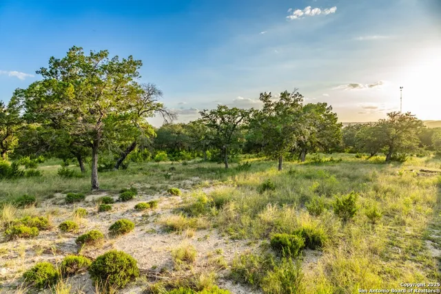 a view of a yard with a tree