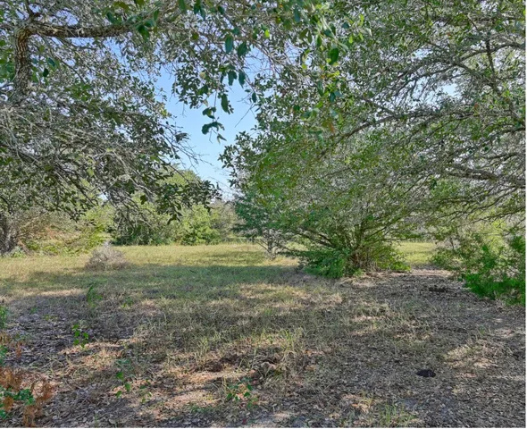 a view of a yard with a tree