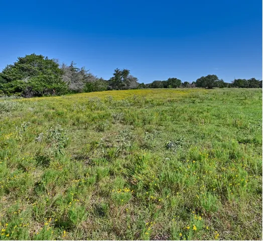 a view of a big yard with a large tree