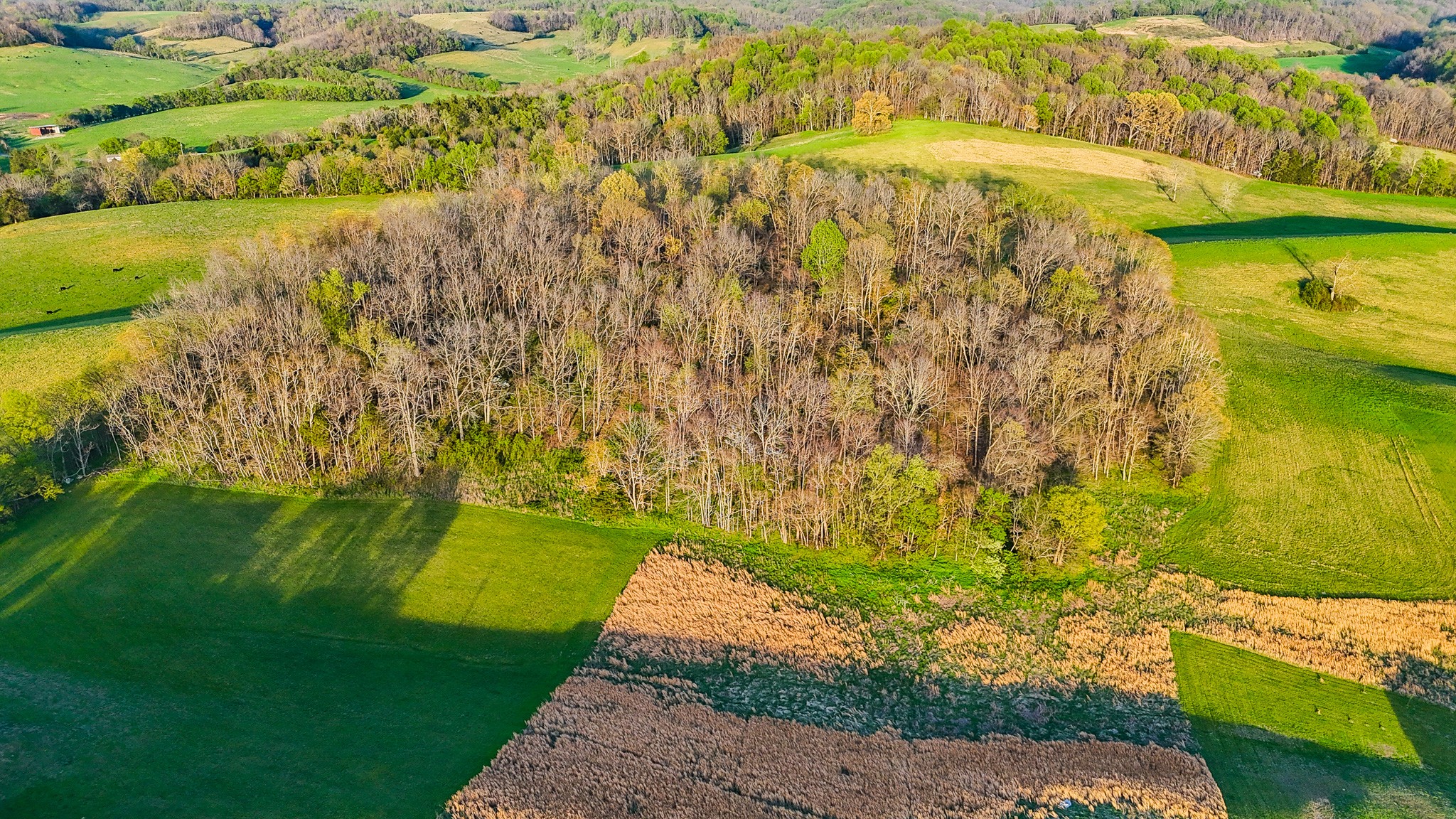 0 John Brinkley Road Wartrace, TN 37183 - Photo 4 of 18 a view of yard with swimming pool