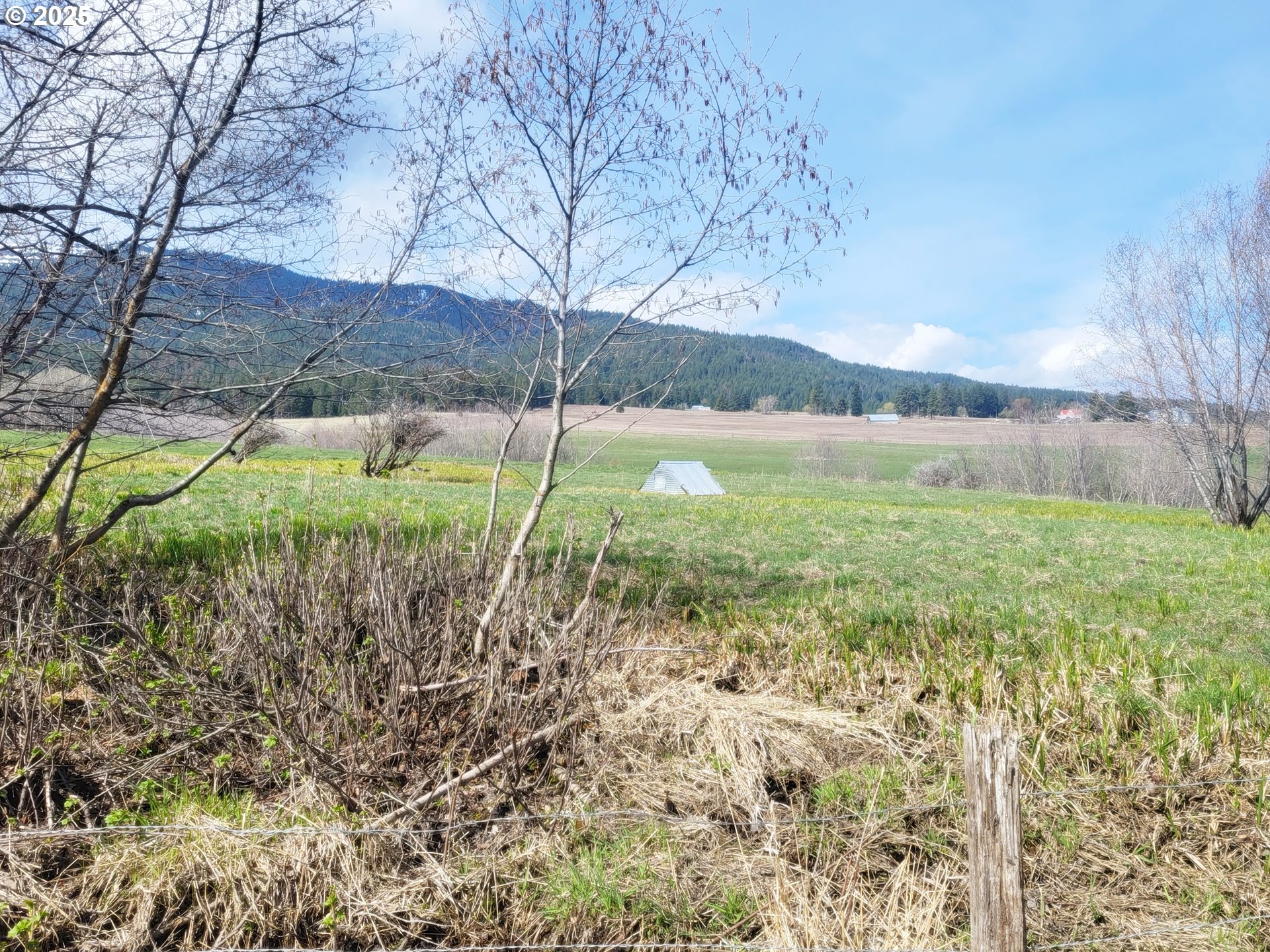 81202 Reavis Lane Enterprise, OR 97828 - Photo 17 of 44 a view of a yard with a large tree