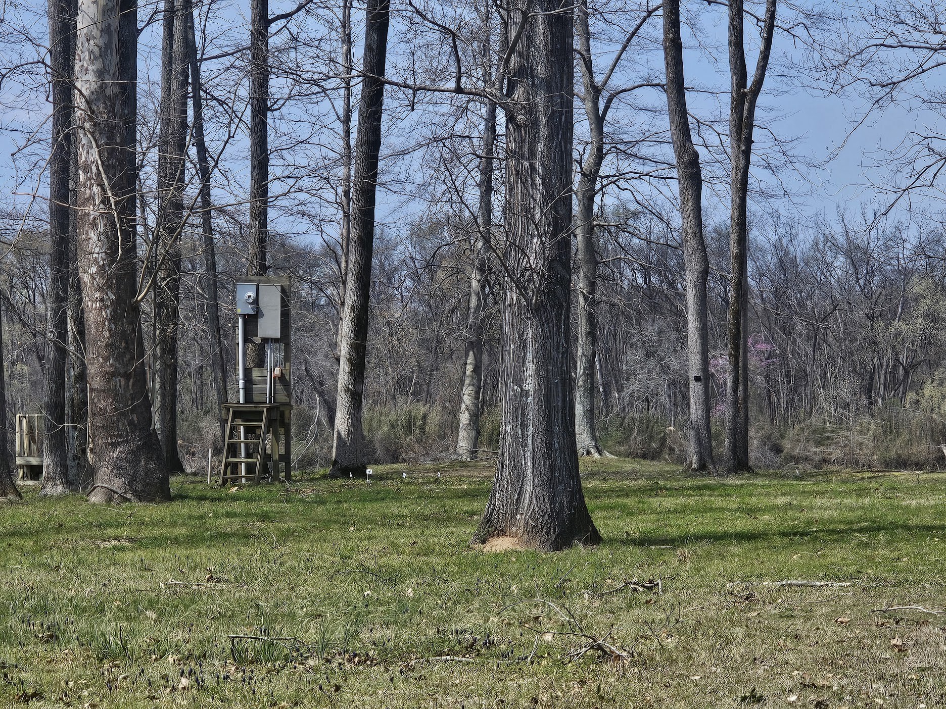 2615 Col James Hardin Road Clifton, TN 38425 - Photo 5 of 19 a backyard of a house with lots of green space