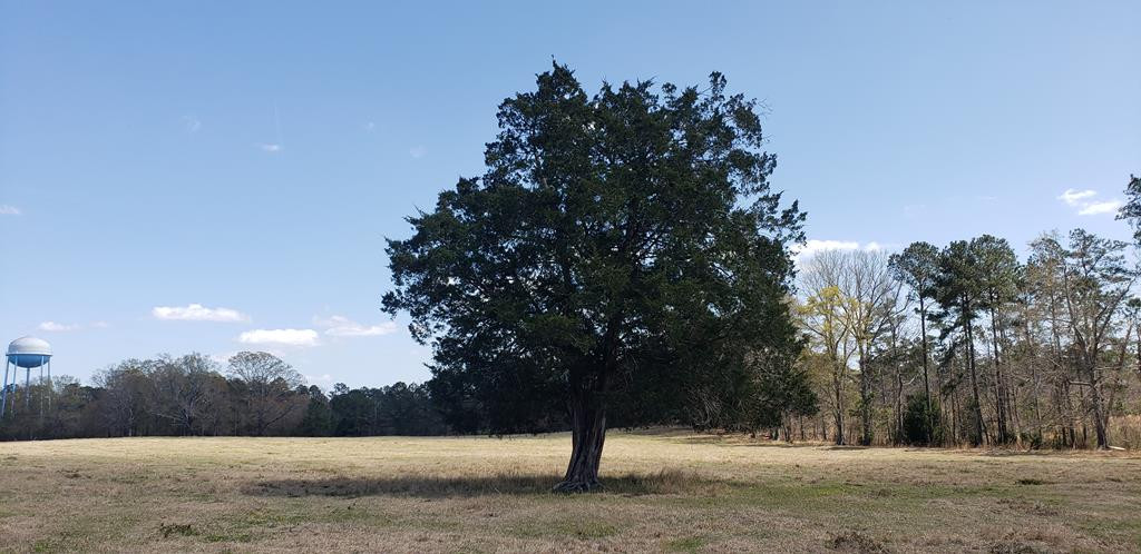 716 Augusta Road Edgefield, SC 29824 - Photo 3 of 27