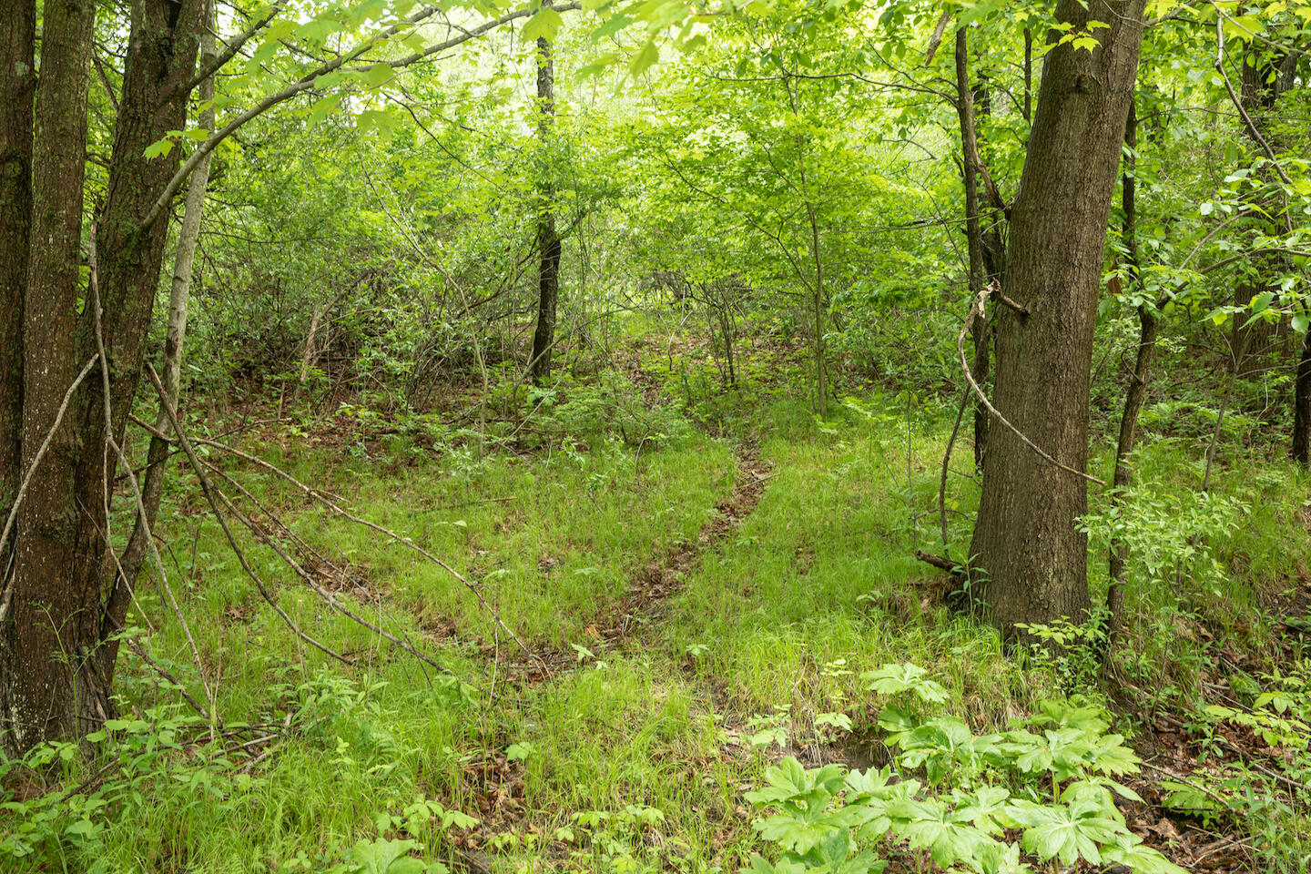 9257 5 Mile Road Hesperia, MI 49421 - Photo 11 of 29 JSO_6145