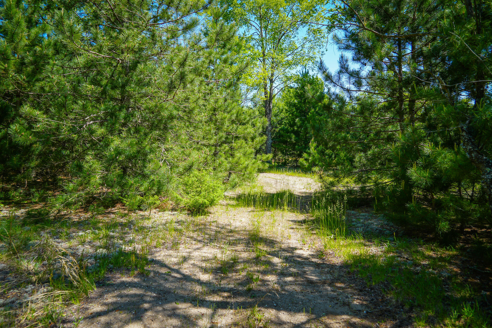 Parcel C Niemi Road Kaleva, MI 49645 - Photo 11 of 28 DSC00237