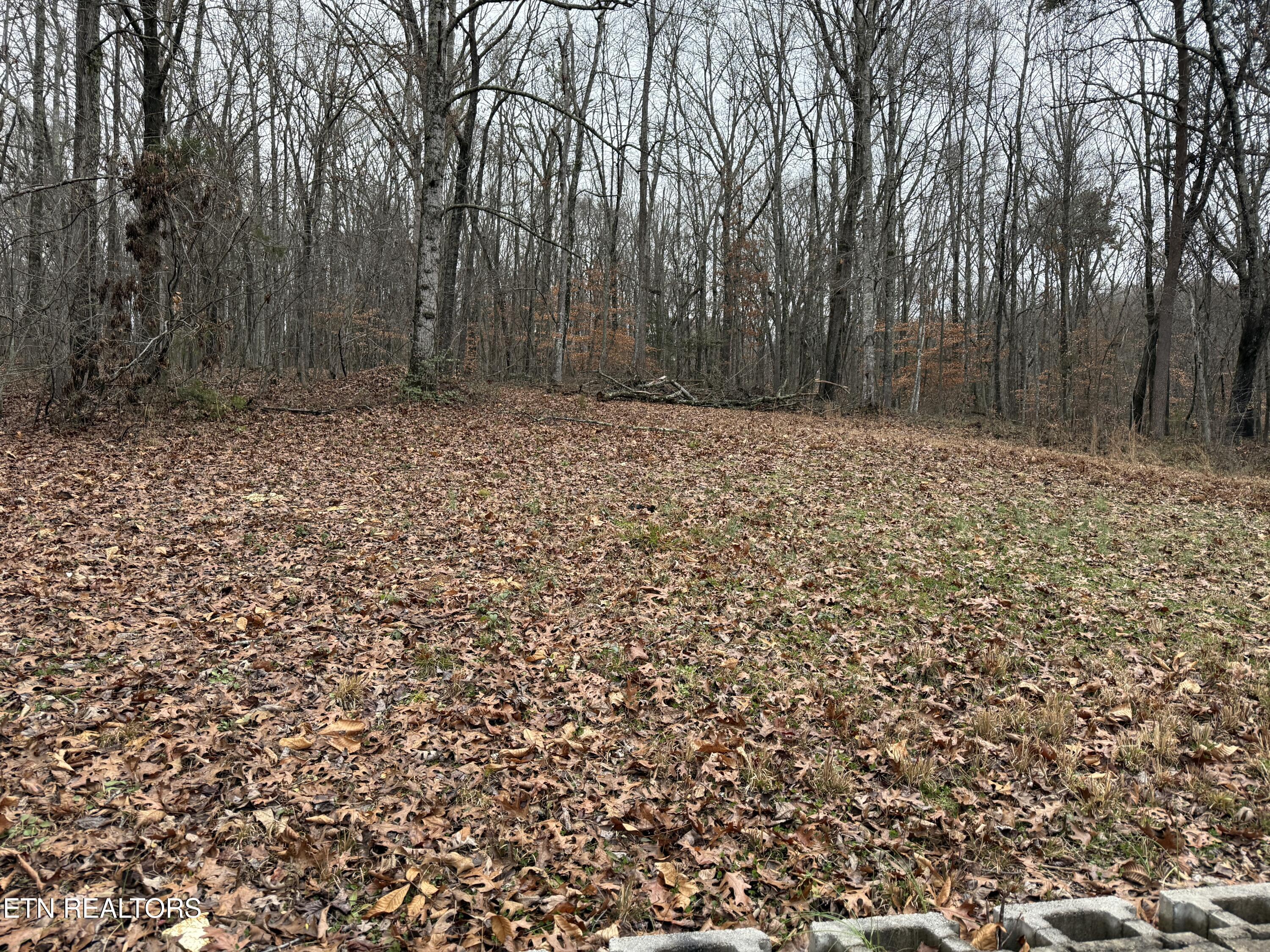 522 College Grove Road Rockwood, TN 37854 - Photo 15 of 16 Back yard