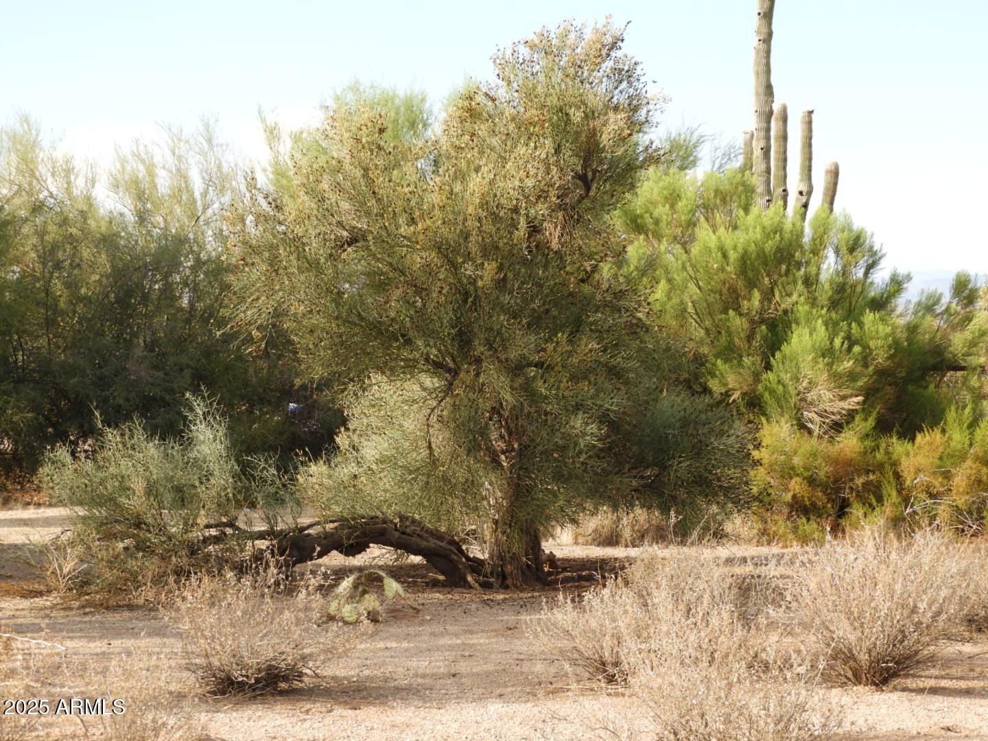 15966 East Jomax Road Scottsdale, AZ 85262 - Photo 10 of 27 PHOTO-2025-08-16-08-51-35