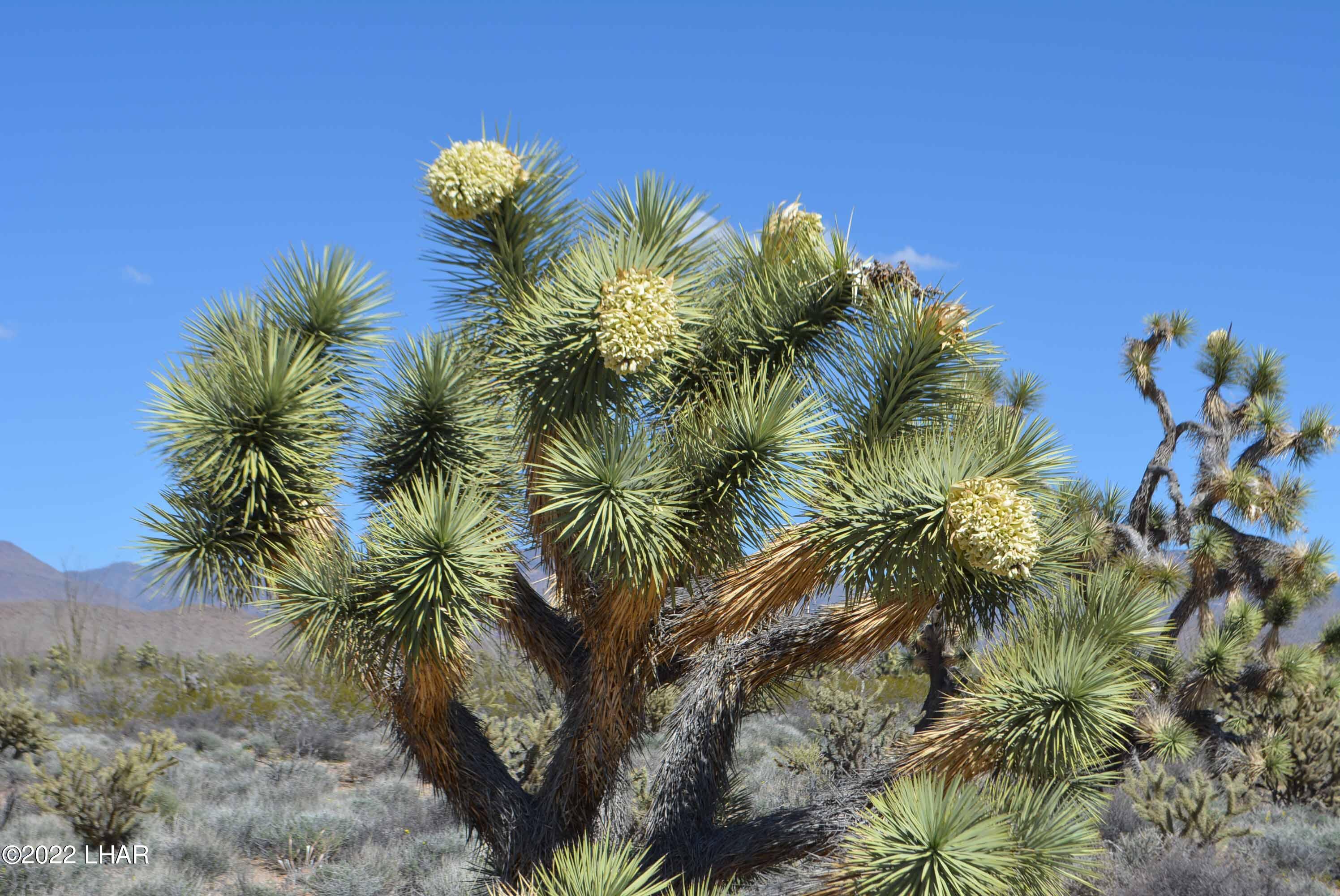 450 South Kit Carson Road Yucca, AZ 86438 - Photo 22 of 33 DSC_0781